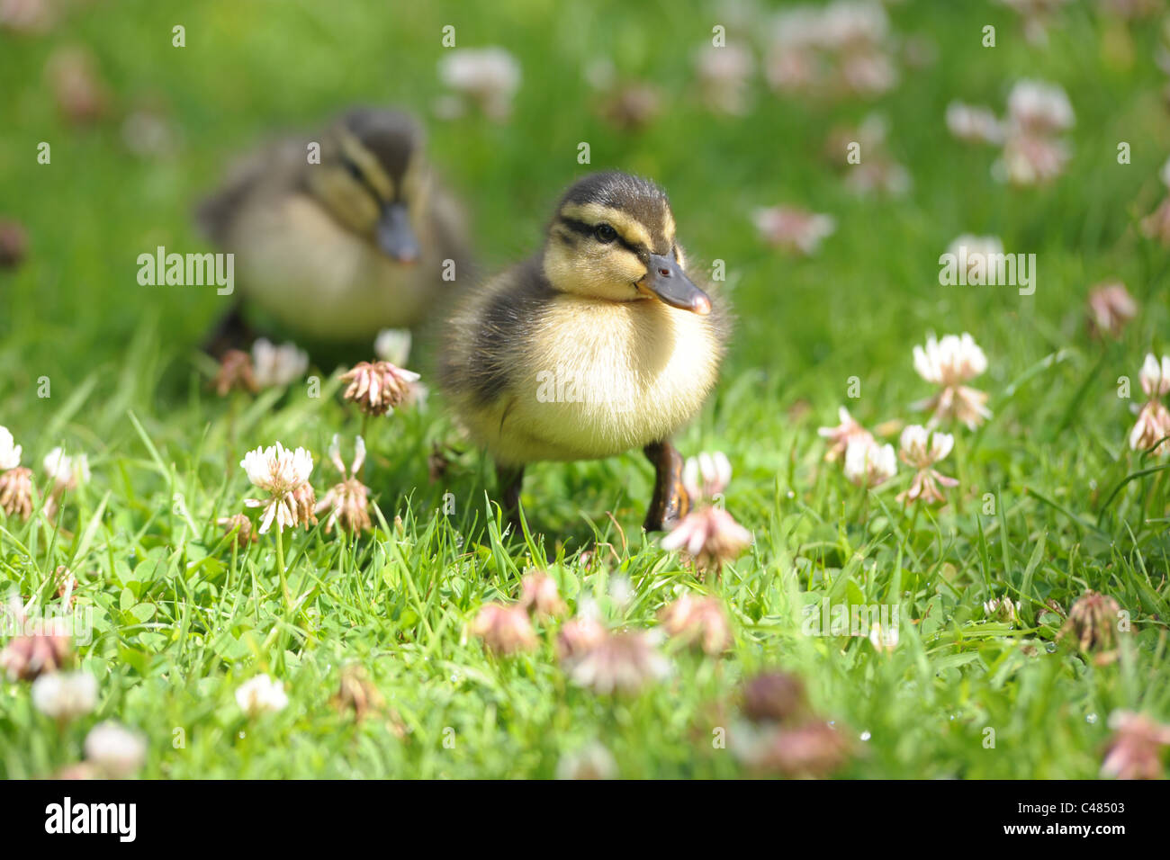 Un primer plano de un par de patitos bebé lindo, caminar a través de la hierba.... Foto de stock