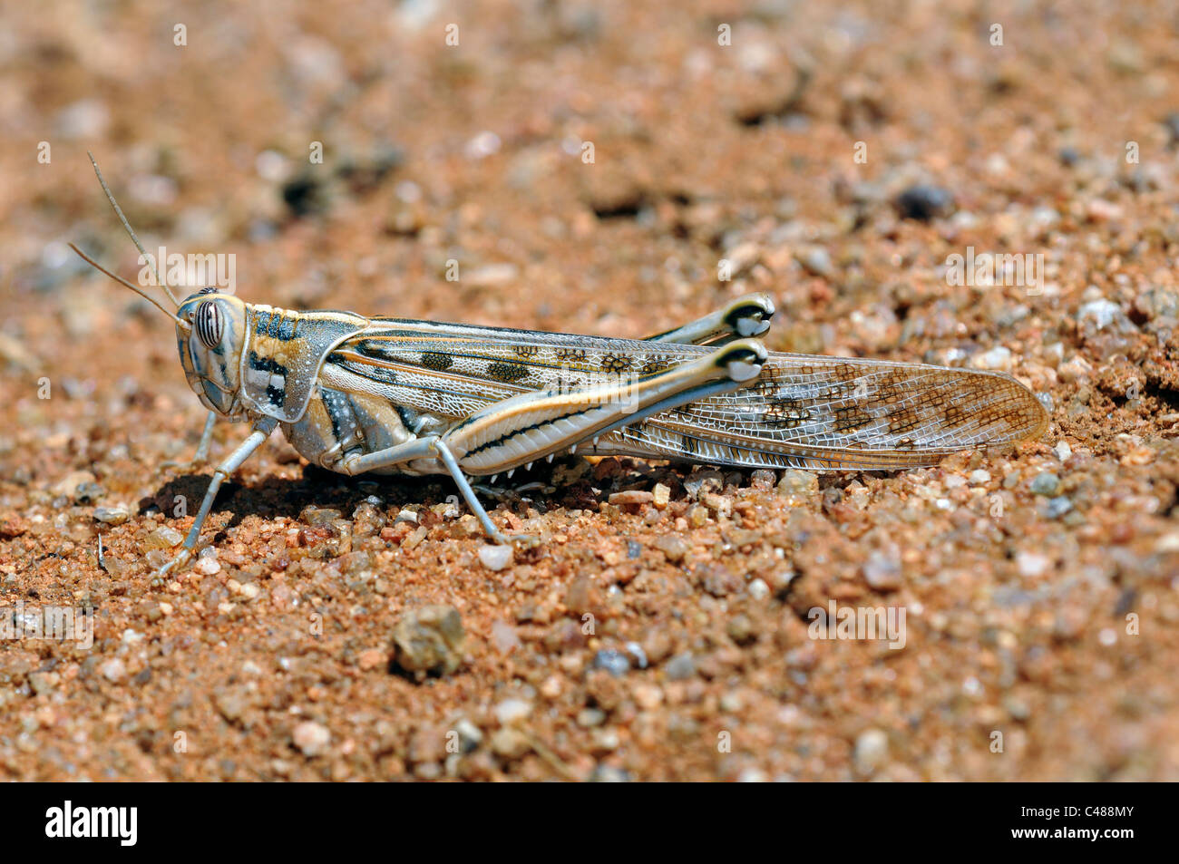 La langosta del desierto, Schistocerca gregaria, con cuernos cortos grasshopper, Acrididae, Reserva Natural Goegap Namaqualand, Sudáfrica Foto de stock