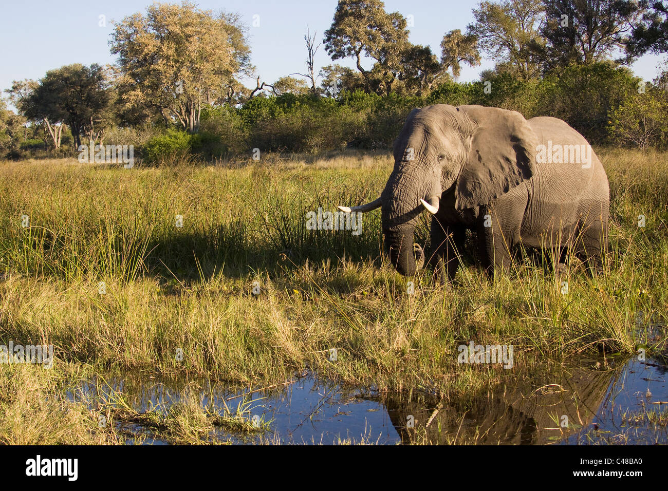 Elefant Afrikanischer (Loxodonta africana), Savuti, Parque Nacional de Chobe, Botswana, Afrika Foto de stock