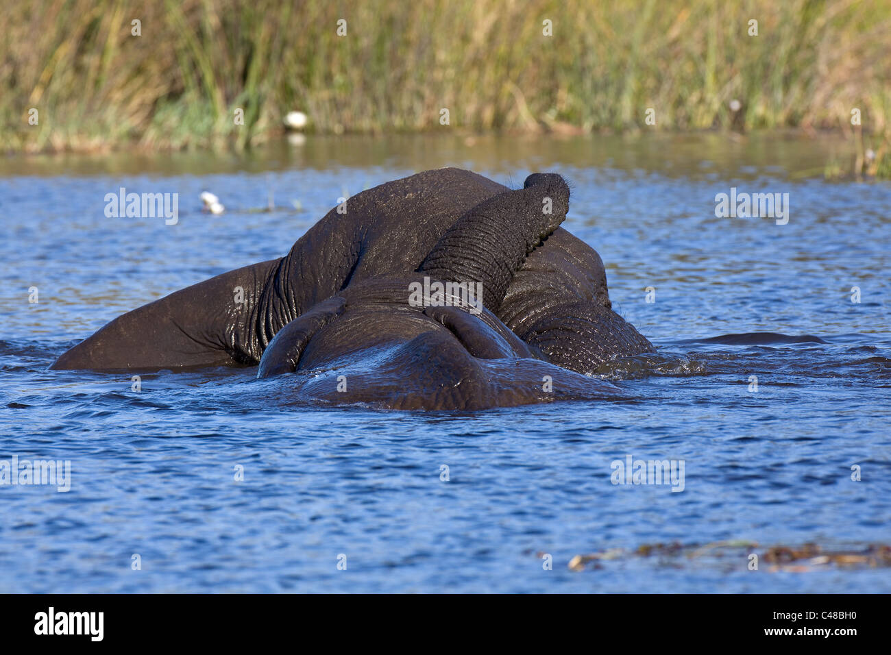 Afrikanische Elefanten (Loxodonta africana), beim Spielen im Wasser, Savuti, Botswana, Afrika Foto de stock