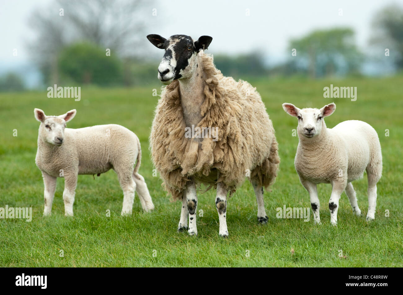 Mule ovejas con beltex procreados de corderos en pie. Foto de stock