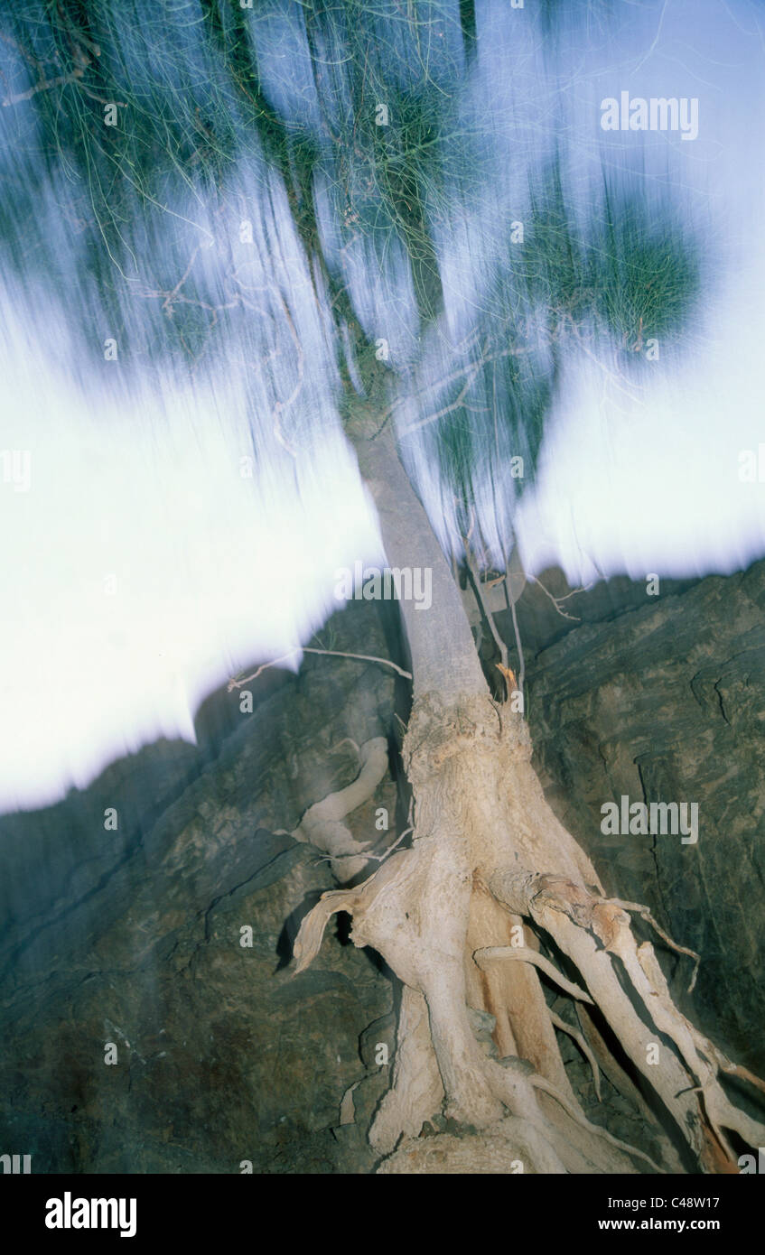 La larga exposición de un árbol cerca del mar Muerto Foto de stock