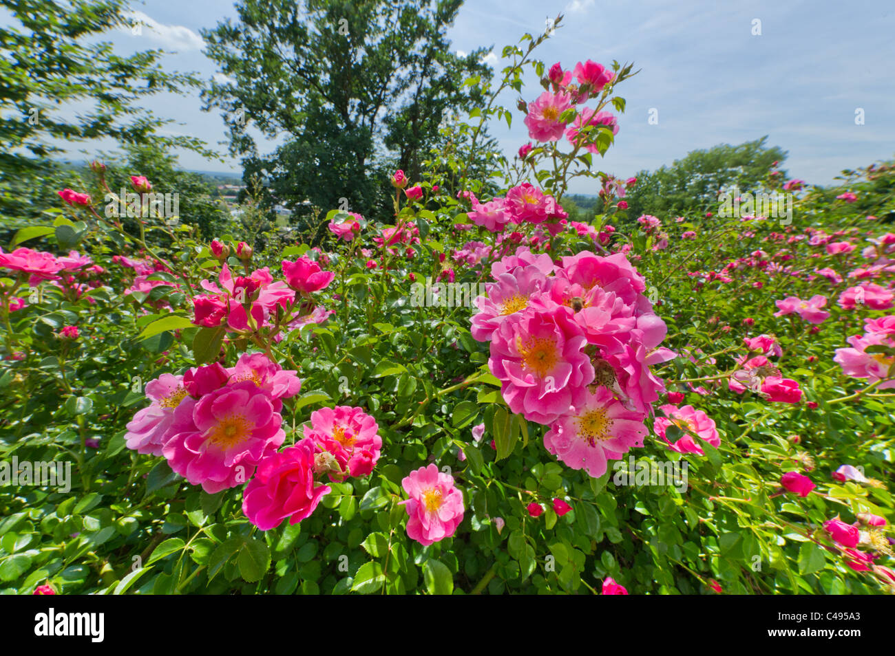 Rosas rosadas en jardinería jardín rose hip hiprose dogrose eglantine luminoso verde brillant amor entrañable hermosa belleza de gracia Foto de stock