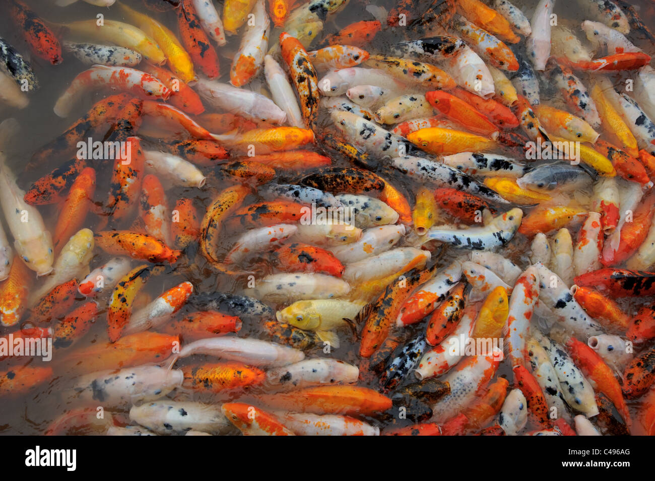 Lago lleno de carpas koi fish Foto de stock
