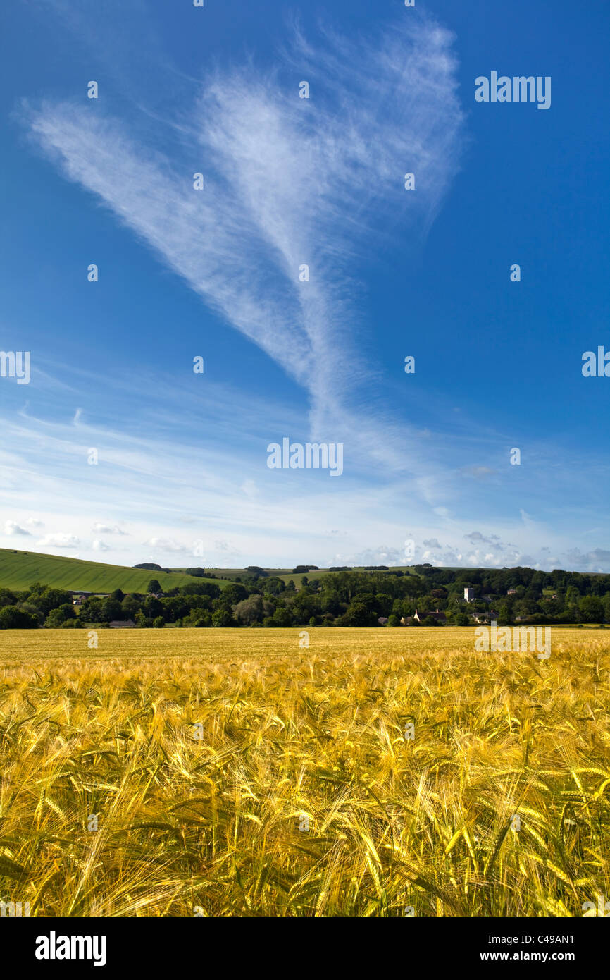 Una vista a través de un maizal de verano hacia una aldea inglesa en Wiltshire con un cielo azul y nubes de verano Foto de stock