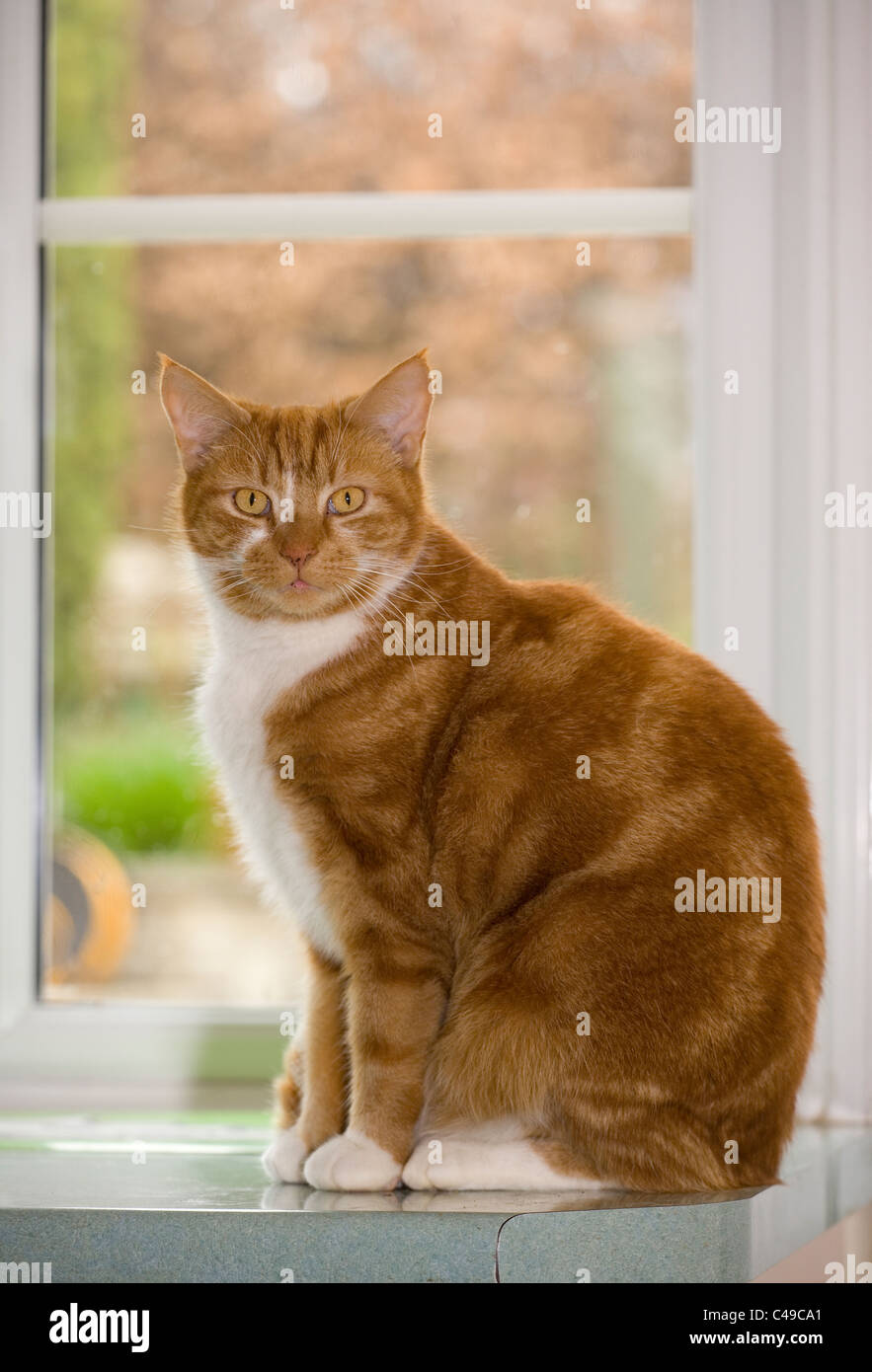 Jengibre interno único gato macho adulto sentado por window UK Foto de stock