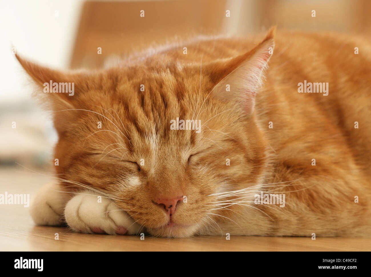 Jengibre interno único gato adulto macho descansando UK Foto de stock