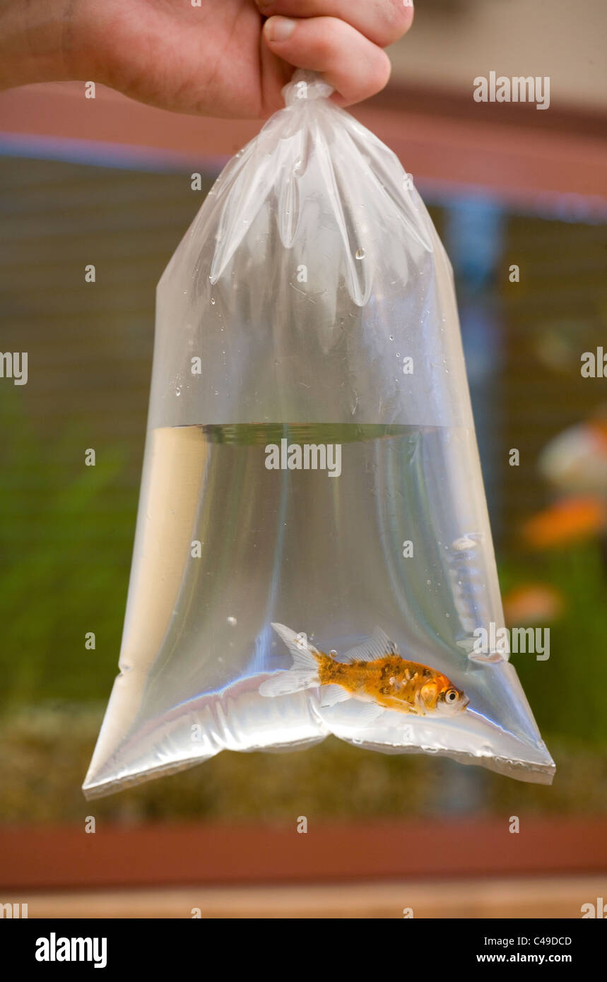 Goldfish solo adulto en una bolsa UK Foto de stock