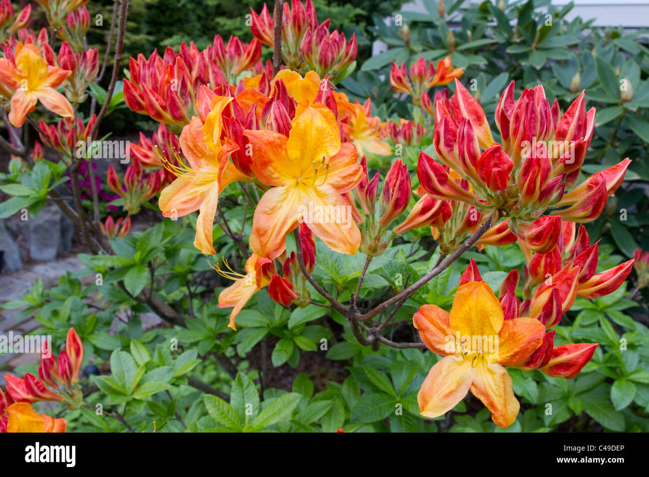 Azalea Mollis naranja planta de flores amarillas Fotografía de stock - Alamy