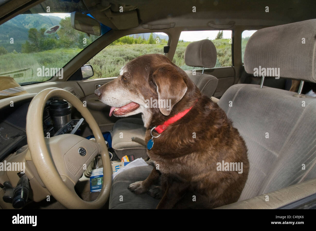 Labrador Retriever chocolate en coche en el asiento del conductor. Foto de stock