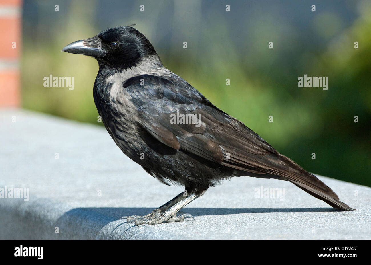 Encapuchado Crow (Corvus corone cornix Corvus cornix) parado en el muro de piedra. Foto de stock