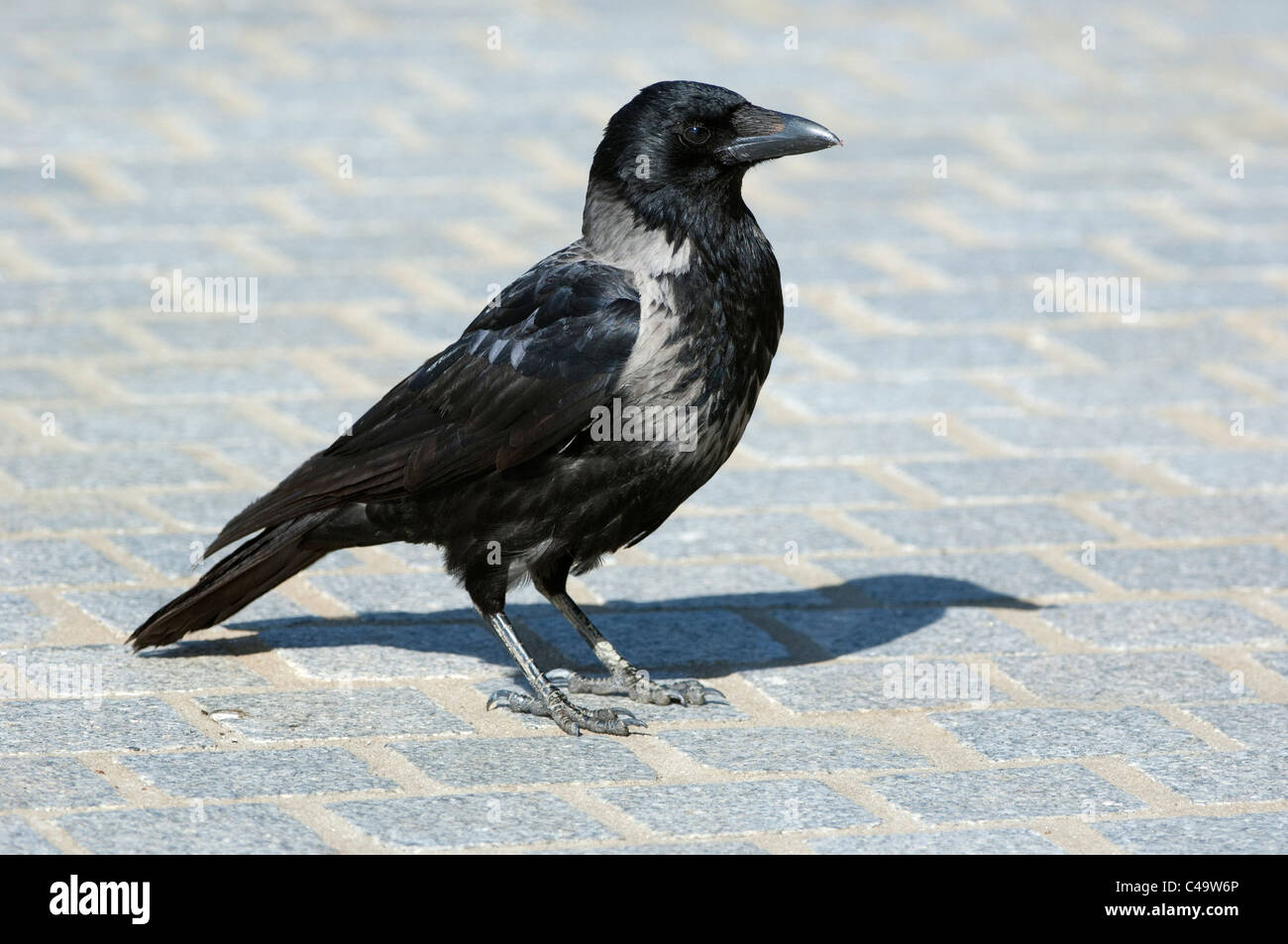 Encapuchado Crow (Corvus corone cornix Corvus cornix) de pie sobre adoquines. Foto de stock