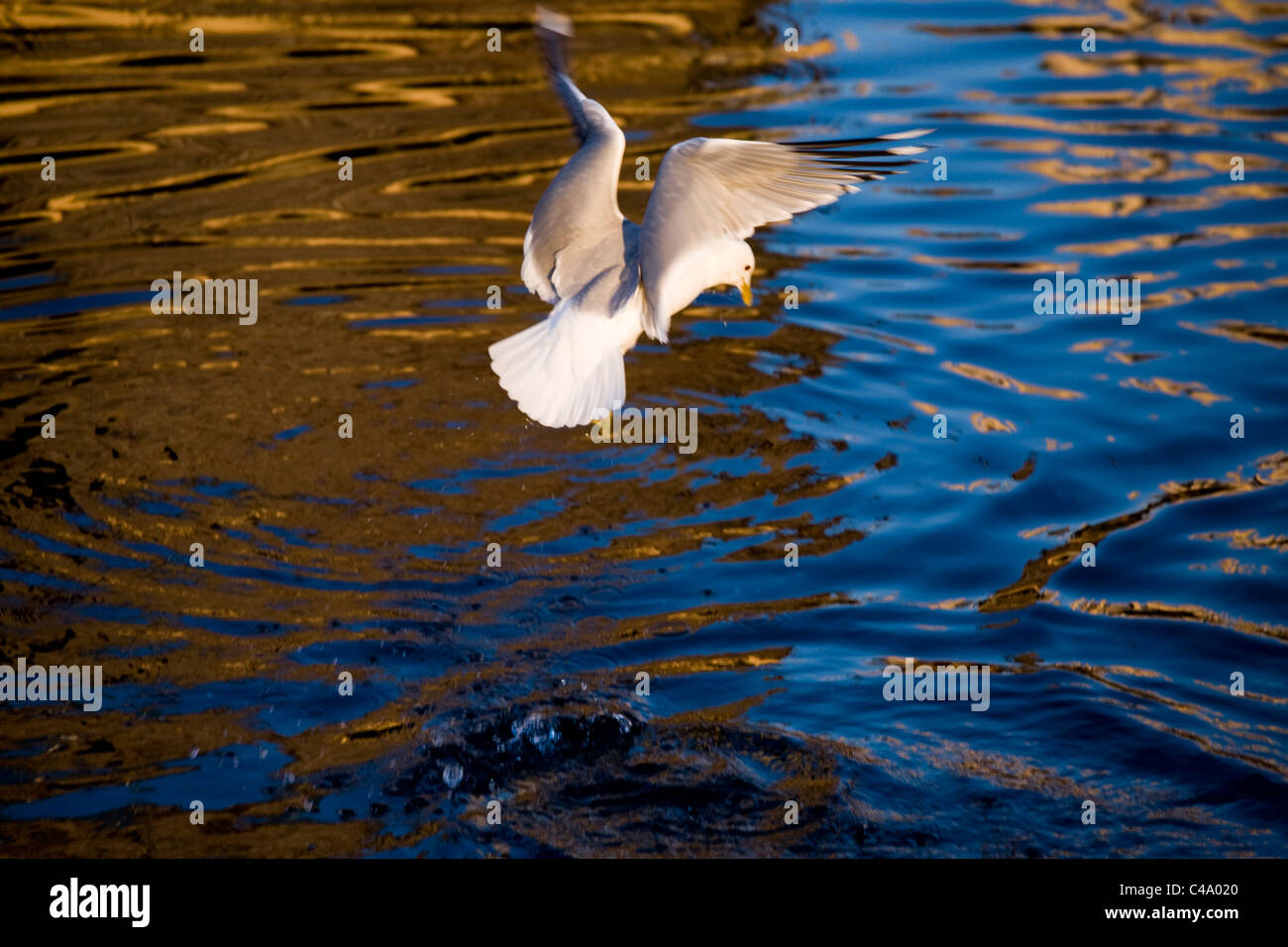 Fotografía de una gaviota volando sobre el agua en Noruega Foto de stock