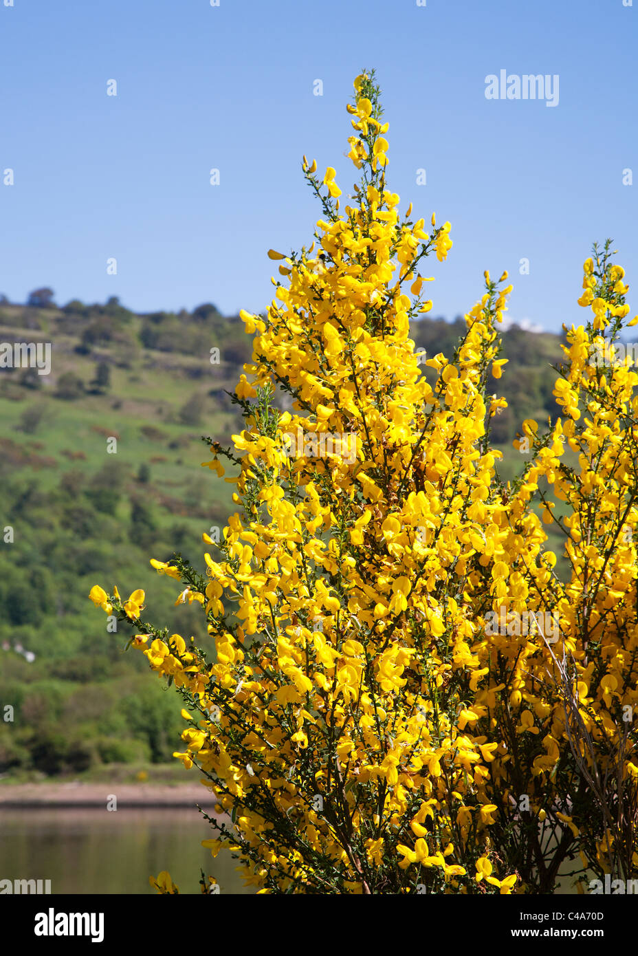 Tojo bush "Ulex europaeus" en flor. Foto de stock