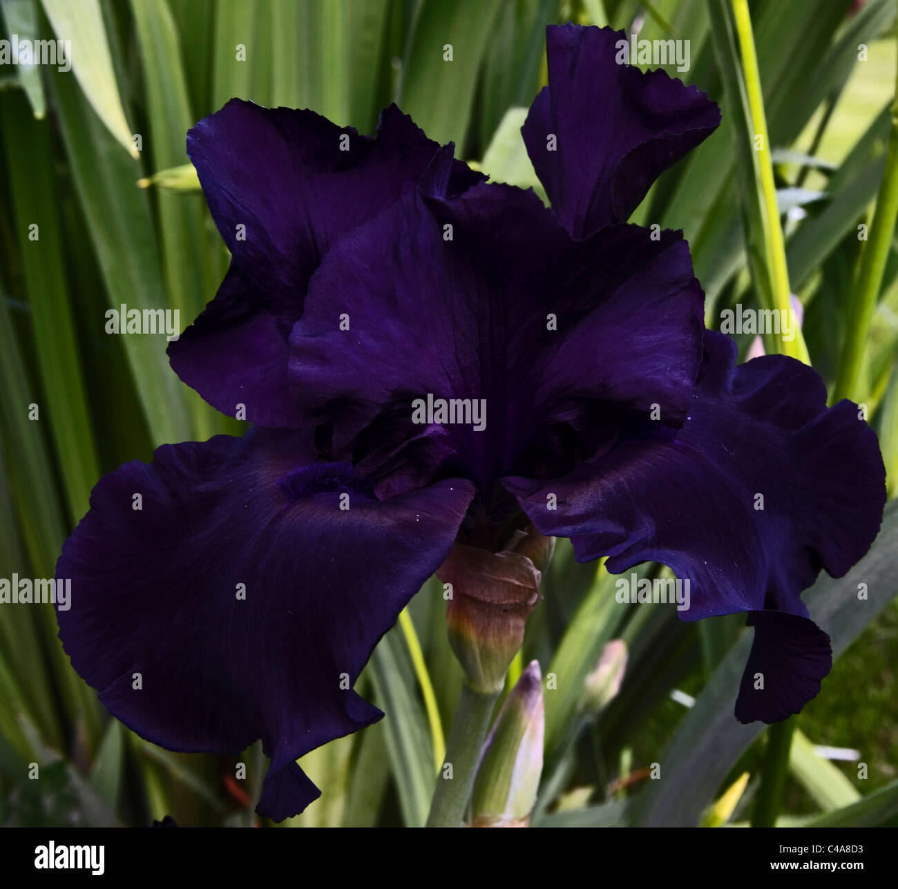 Flor de iris negro fotografías e imágenes de alta resolución - Alamy