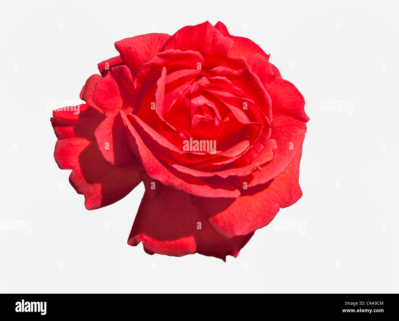 Cerca de la cabeza de la flor rosa trepador rojo con pétalos abrir Foto de stock