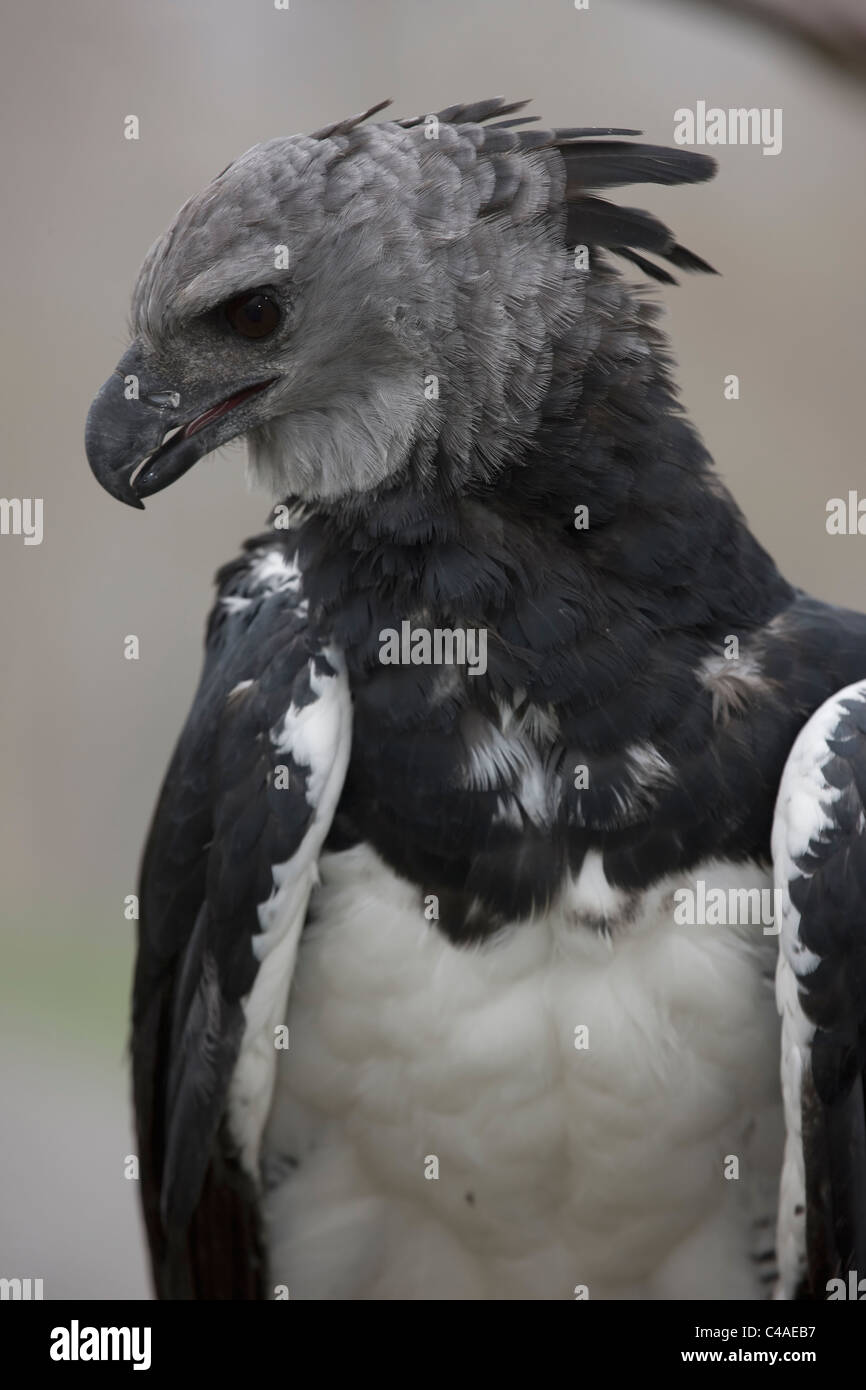 El águila arpía (Harpia harpyja) en cautiverio - Nativo del neotrópico - Su  nombre alude a las arpías de la mitología griega Fotografía de stock - Alamy