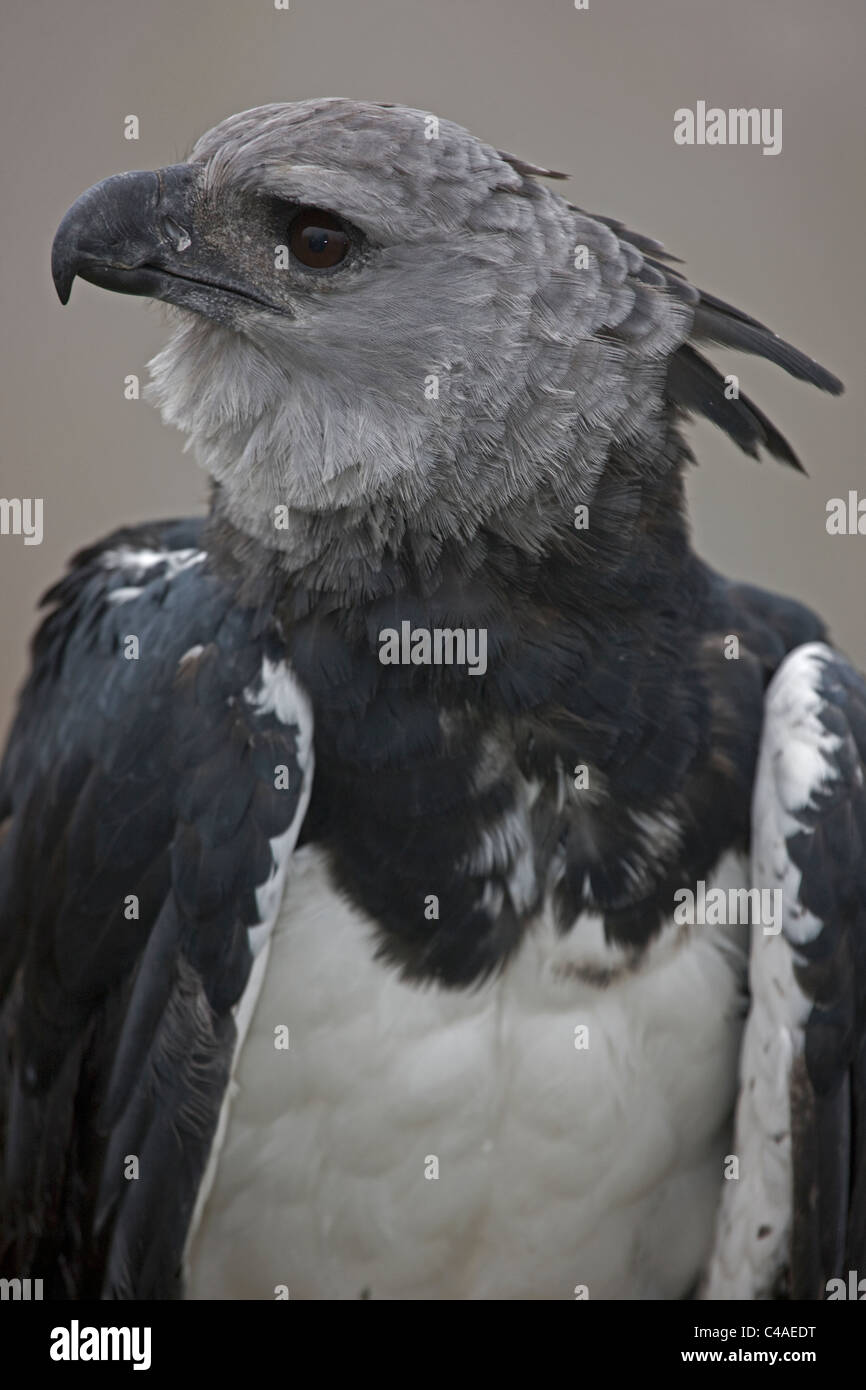 El águila arpía (Harpia harpyja) en cautiverio - Nativo del neotrópico - Su  nombre alude a las arpías de la mitología griega Fotografía de stock - Alamy