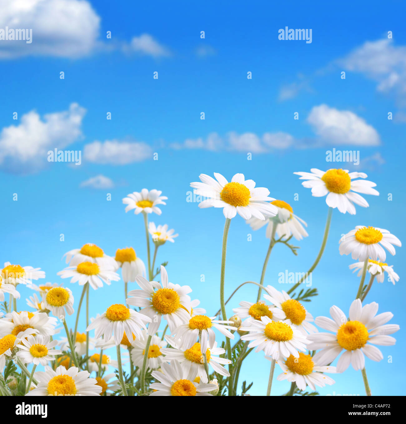 Daisy bouquet sobre fondo de cielo azul Foto de stock