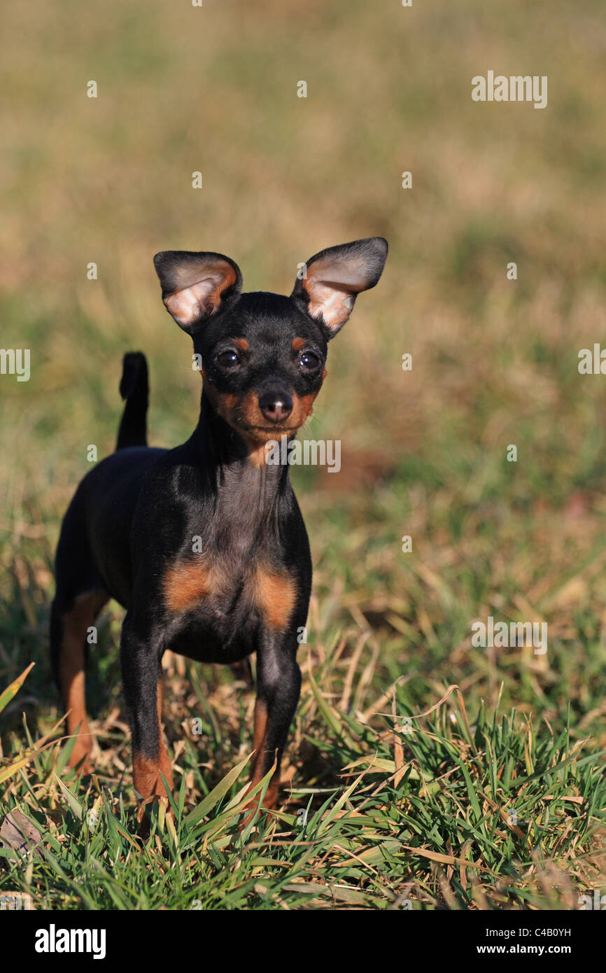 Cachorro pinscher miniatura Fotografía de stock - Alamy