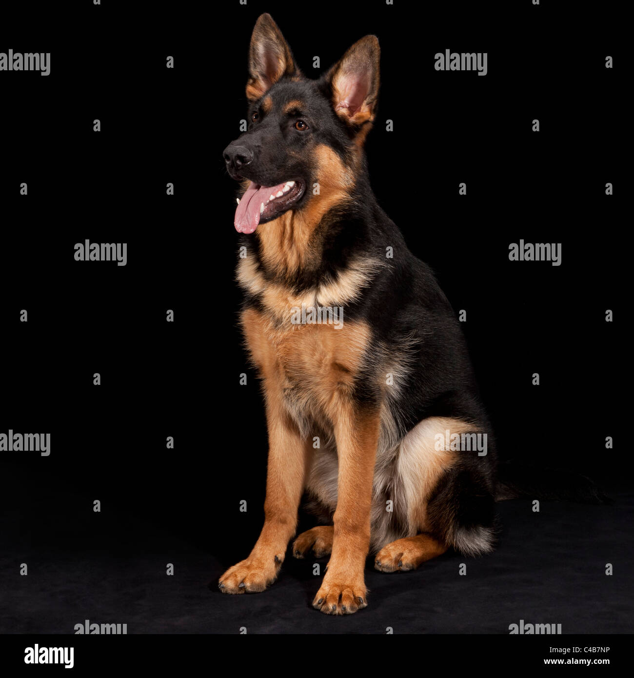 Macho joven perro pastor alemán a los 7 meses de edad Fotografía de stock -  Alamy