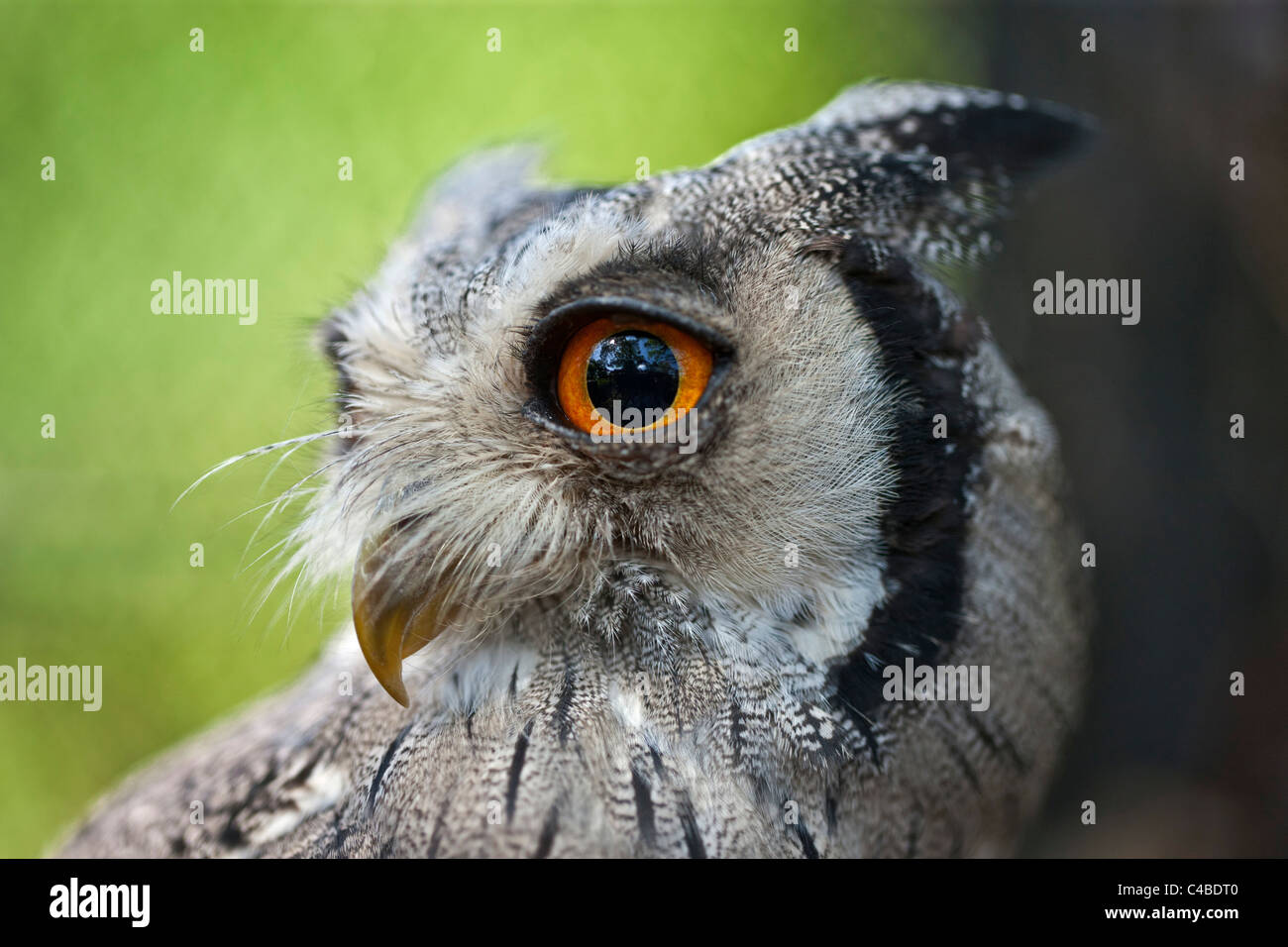 Un retrato de un Scops-Owl cara blanca, una especie de búho pequeño con sus penachos auriculares que se planteó cuando el pájaro está perturbado. Nairobi, Kenya Foto de stock