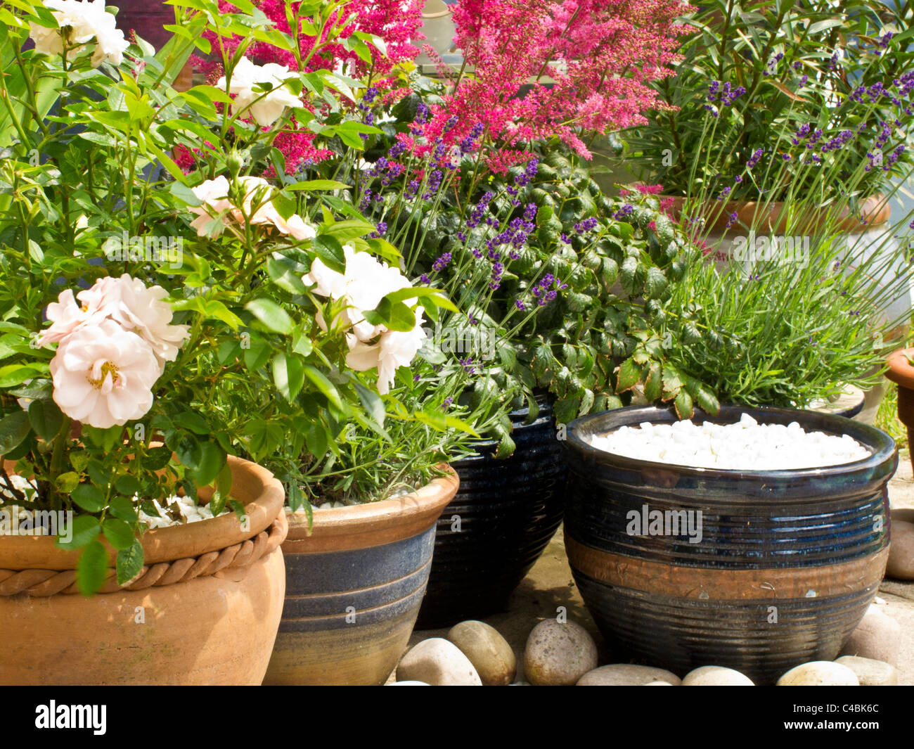 Las ollas y recipientes en la esquina de un patio con rosas, lavanda y astilbe Foto de stock
