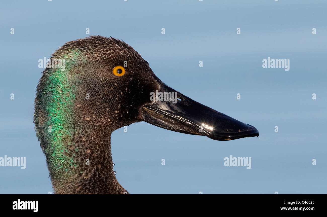 Cuchareta septentrional (Anas clypeata). Retrato de un drake Foto de stock