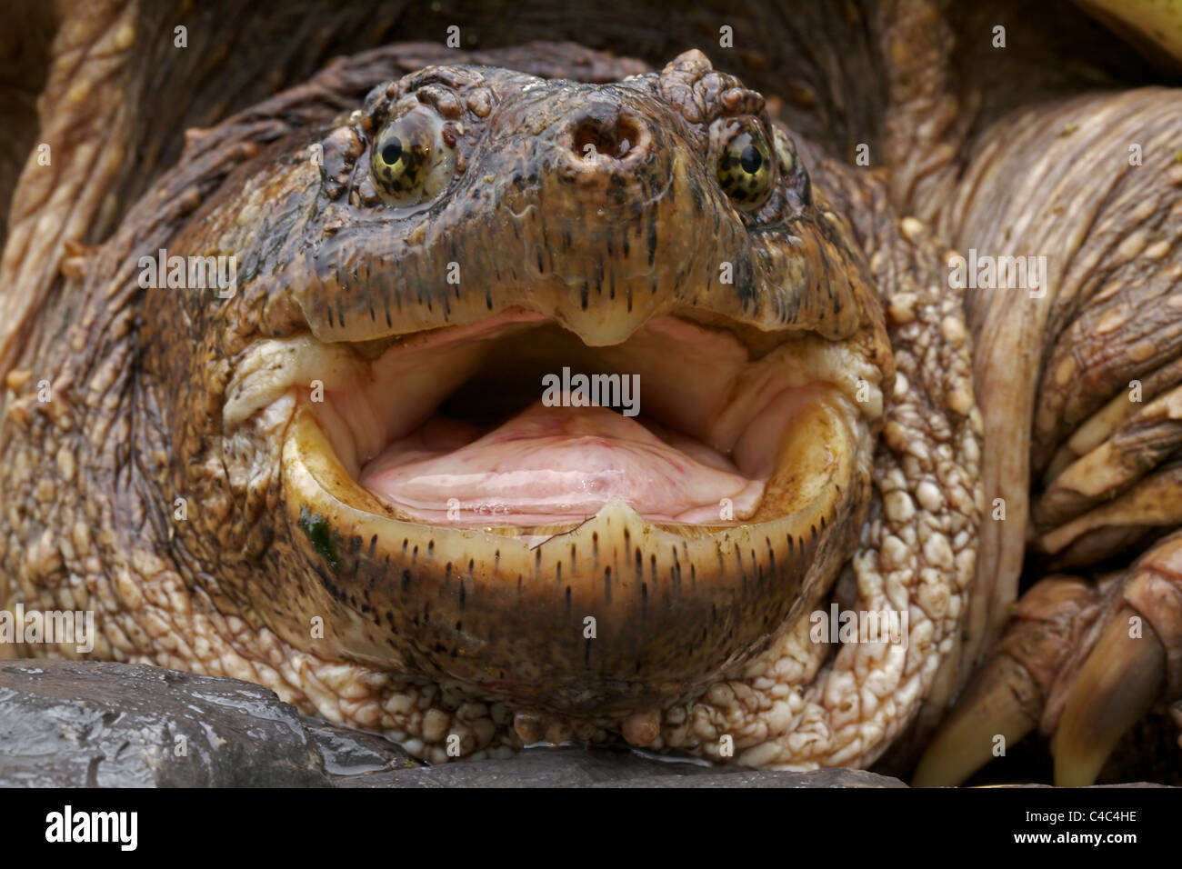 La tortuga de cizallamiento (Chelydra serpentina) - Nueva York - Macho - encontrado en el este de EE.UU. y el sureste de Canadá a las Montañas Rocosas Foto de stock