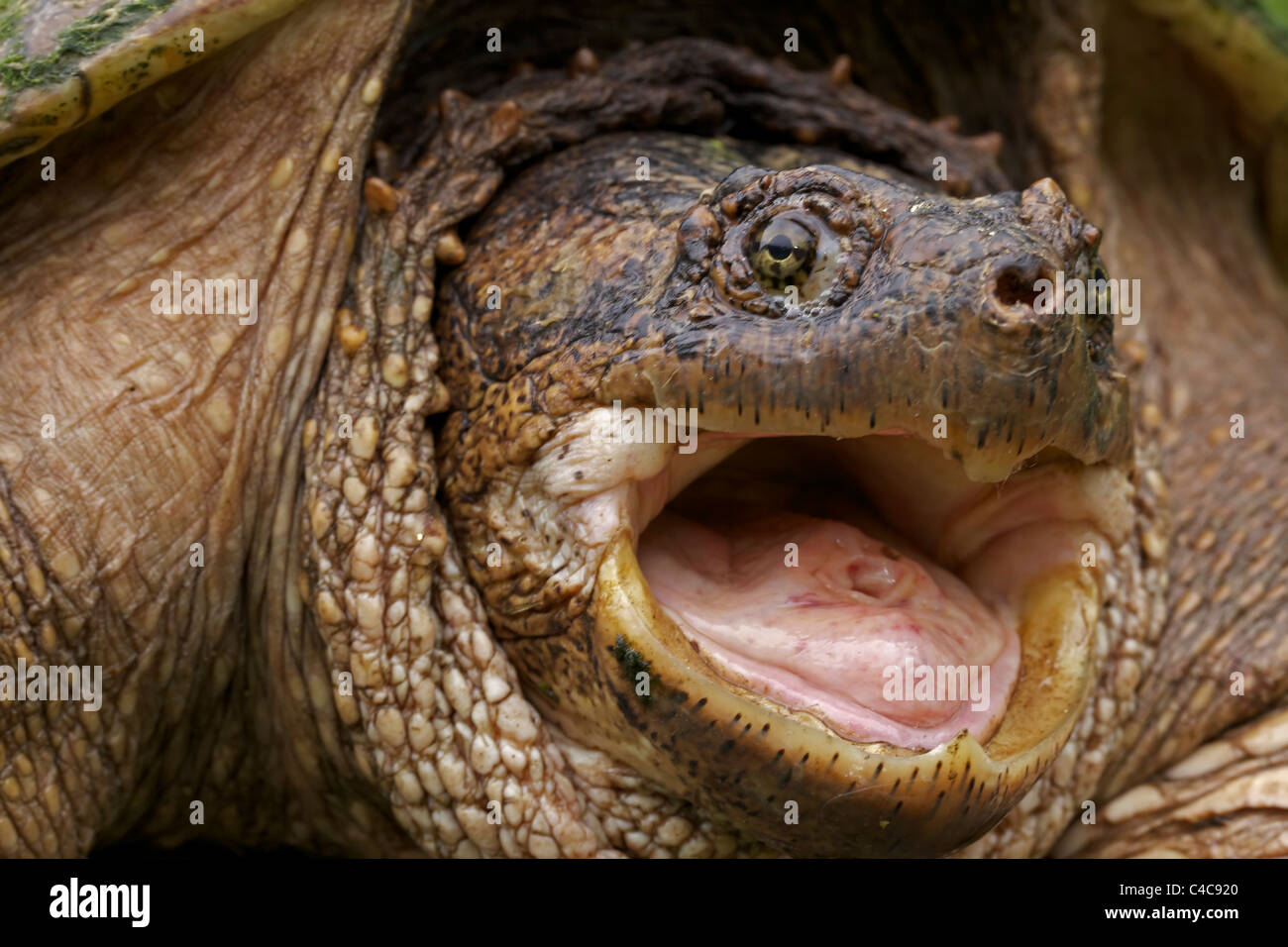 La tortuga de cizallamiento (Chelydra serpentina) - Nueva York - Macho - encontrado en el este de EE.UU. y el sureste de Canadá a las Montañas Rocosas Foto de stock
