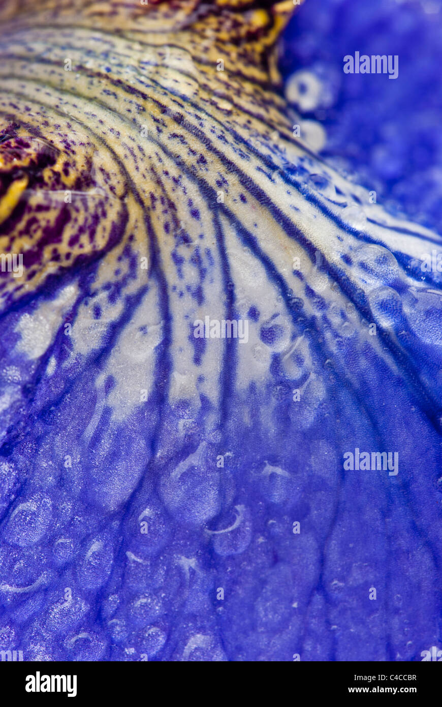 Cerca de un agua azul (Iris sibirica) pétalo y gotas de agua. Un estanque marginal o bog planta de jardín. Foto de stock