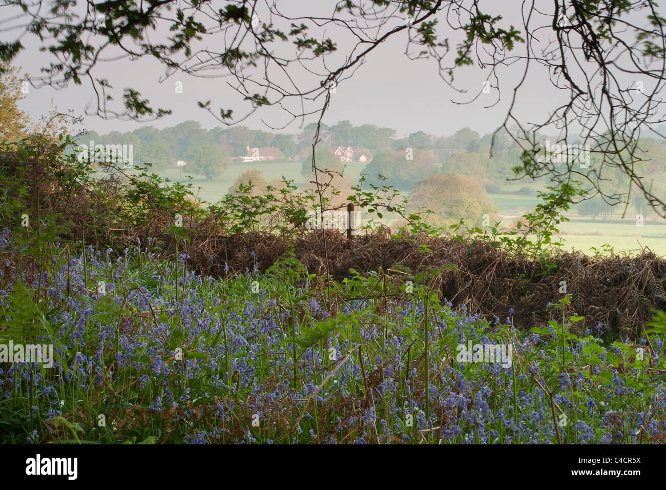 Campiña inglesa en primavera, con bluebell bosques y colinas y campos. Foto de stock