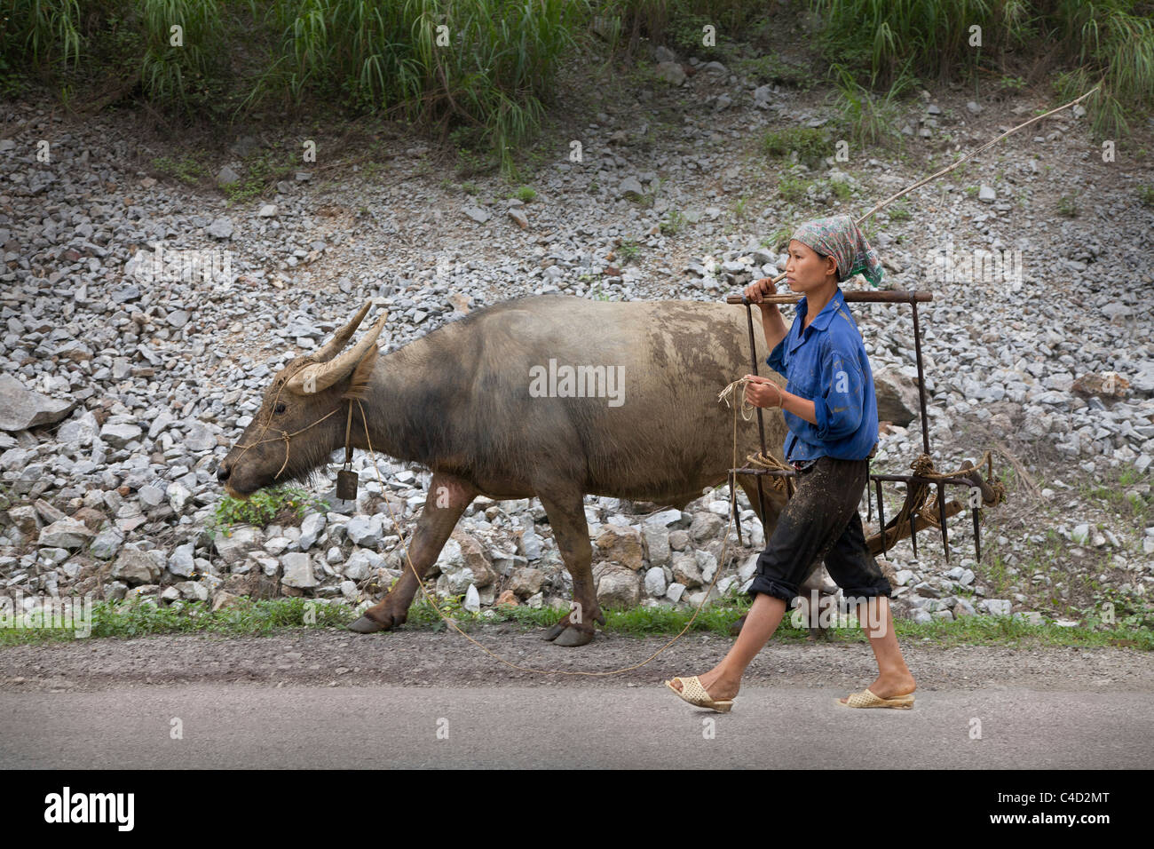 Vietnam del Norte, búfalo de agua con búfalo chica Foto de stock