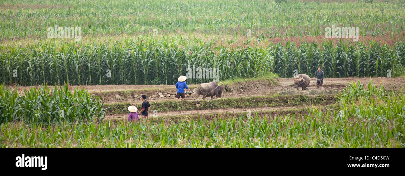 Las tierras cultivables, vietnamita Vietnam del Norte Foto de stock