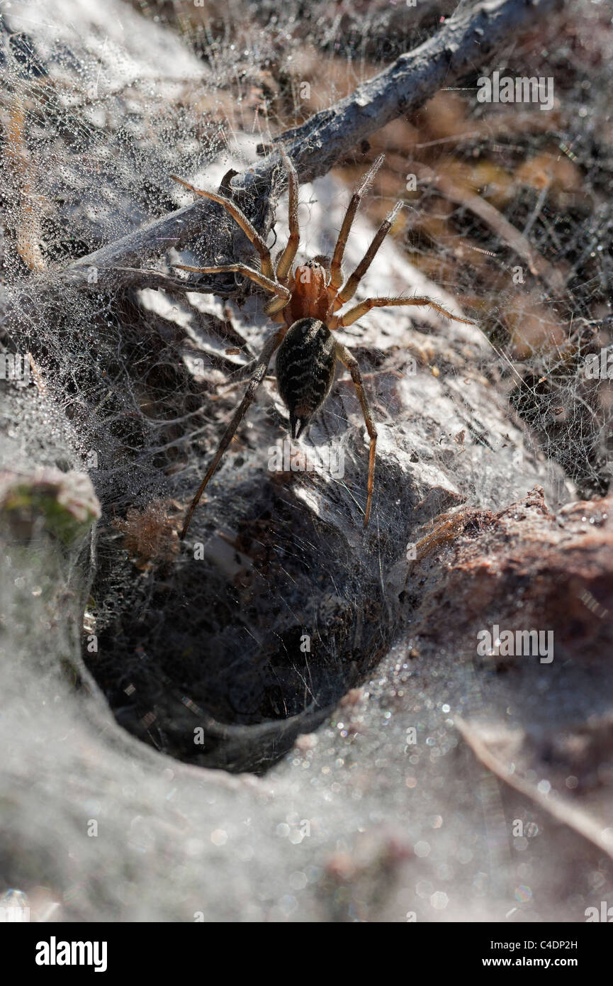 Embudo de hierba Agelena labyrinthica Agelenidae araña tejedora a la entrada del embudo cubierto de rocío en UK web Foto de stock