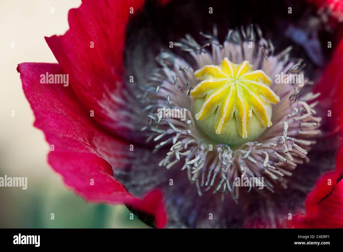 Papaver somniferum. Flor de Amapola. Cierre en medio de la amapola flor Foto de stock