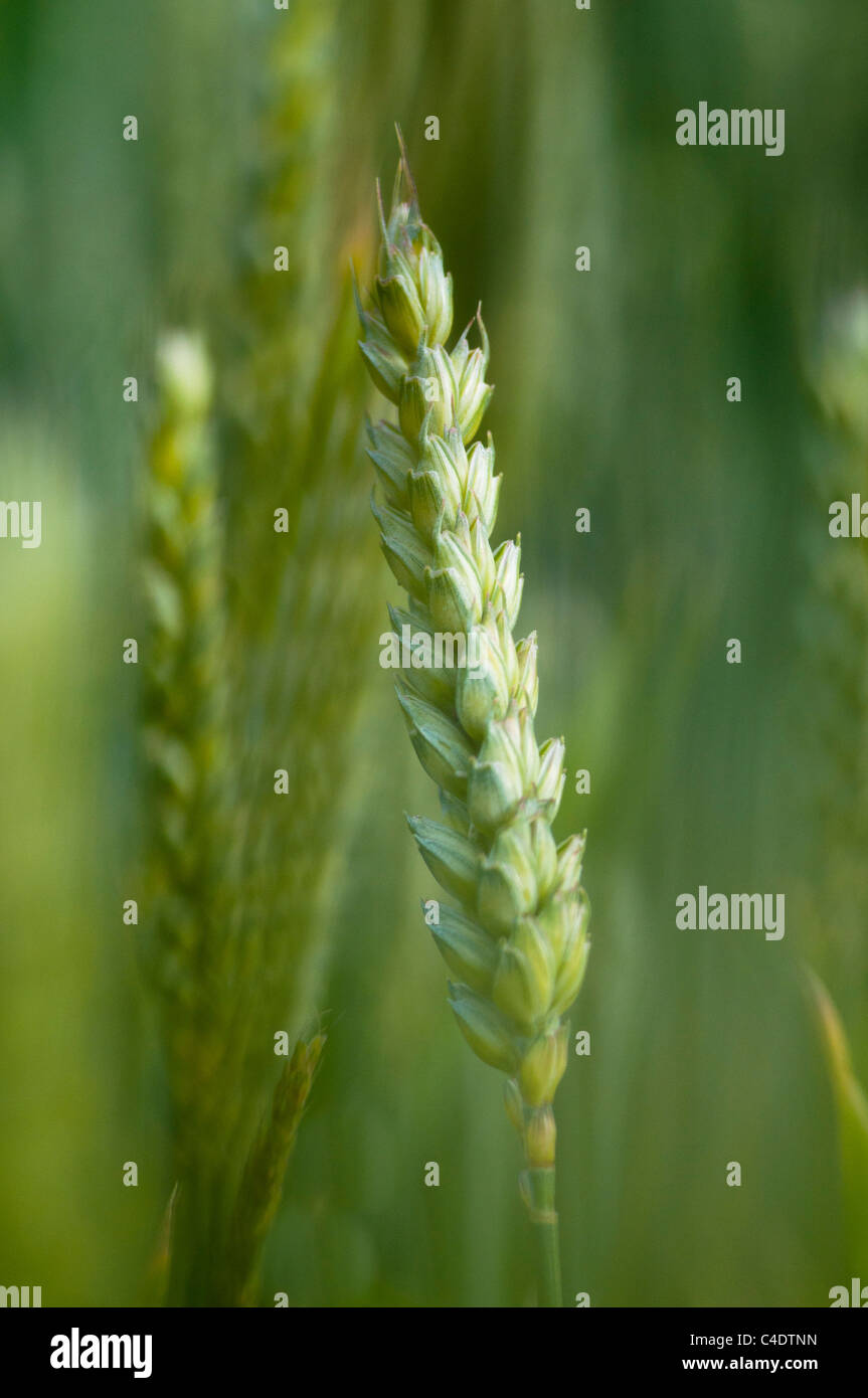 Cerrar imagen de una espiga de trigo verde. Foto de stock