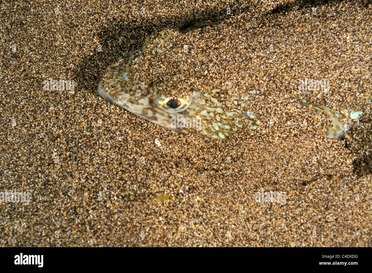 Arena escondida submarino mar marina trachinus draco trachinidae weeverfishes lanzarote Arena escondida submarino mar marina trachinus draco trachinidae weeverfishes lanzarote
