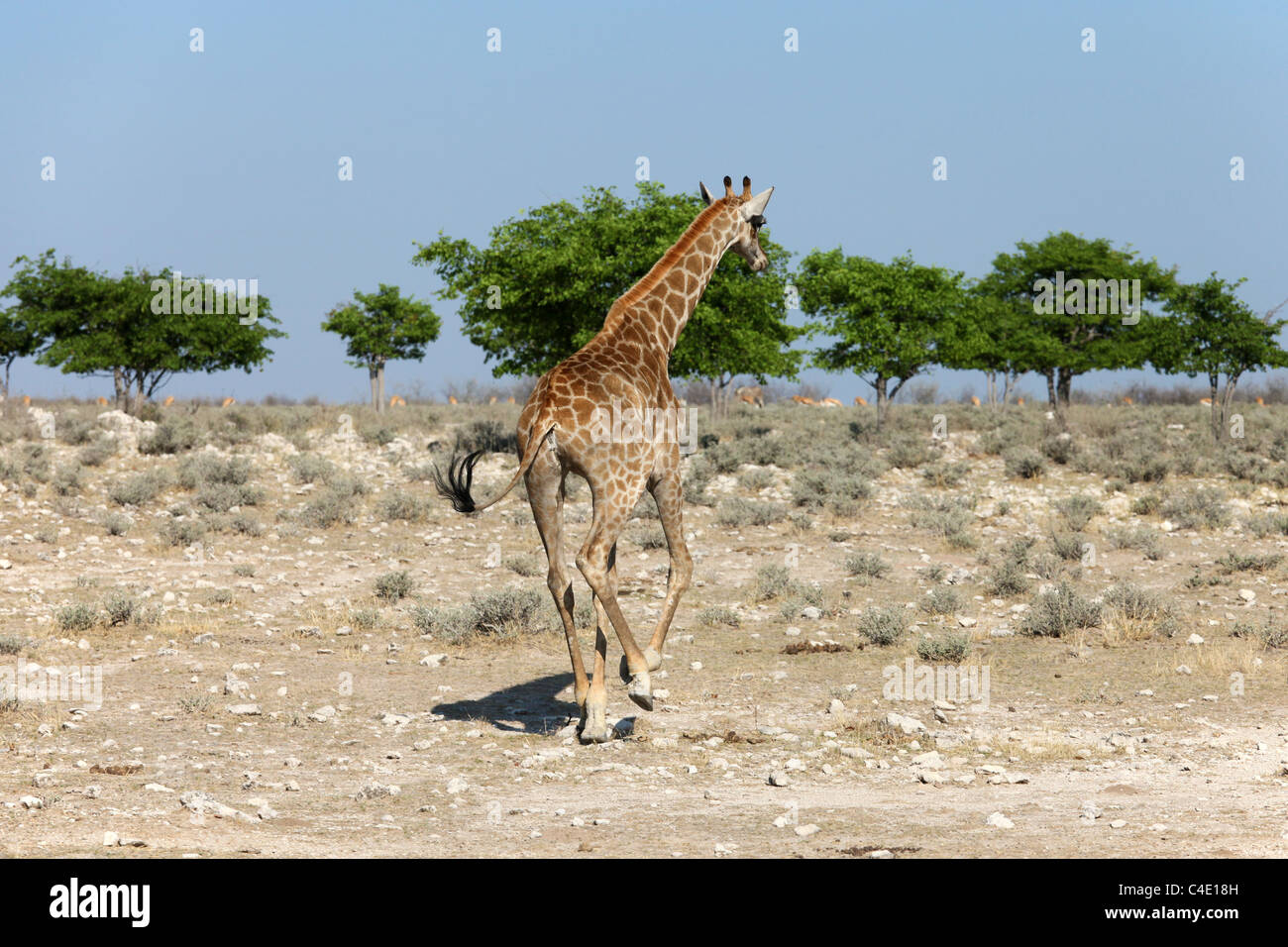 Jirafa angoleña( Giraffa camelopardalis angolensis) que se ejecutan en el Parque Nacional Etosha, en Namibia. Foto de stock