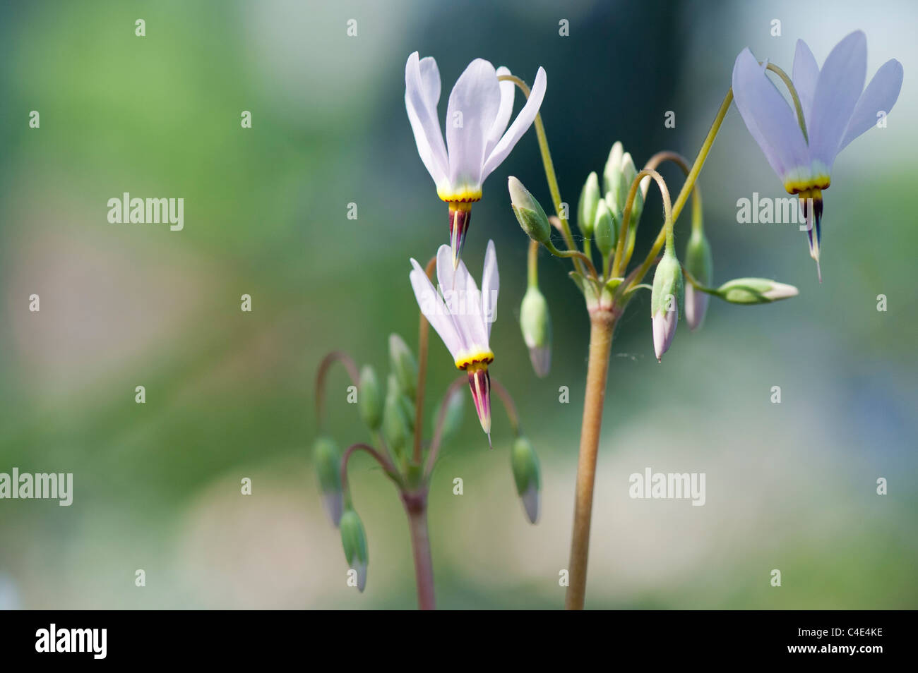 Bonita estrella fugaz fotografías e imágenes de alta resolución - Alamy