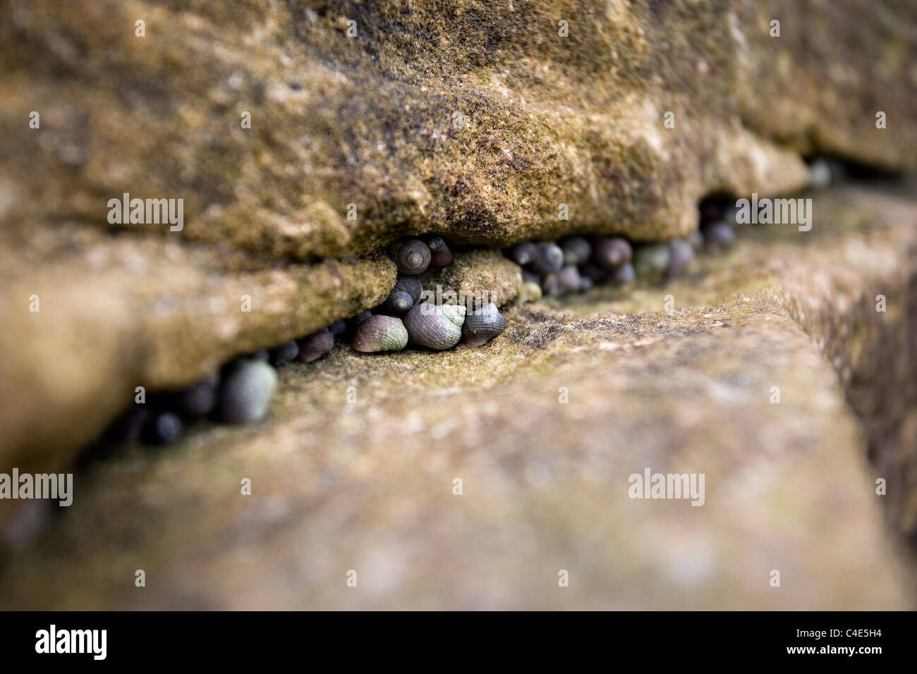 Los caracoles de mar en la roca, Runswick Bay, en la costa oriental de Yorkshire, Inglaterra Foto de stock