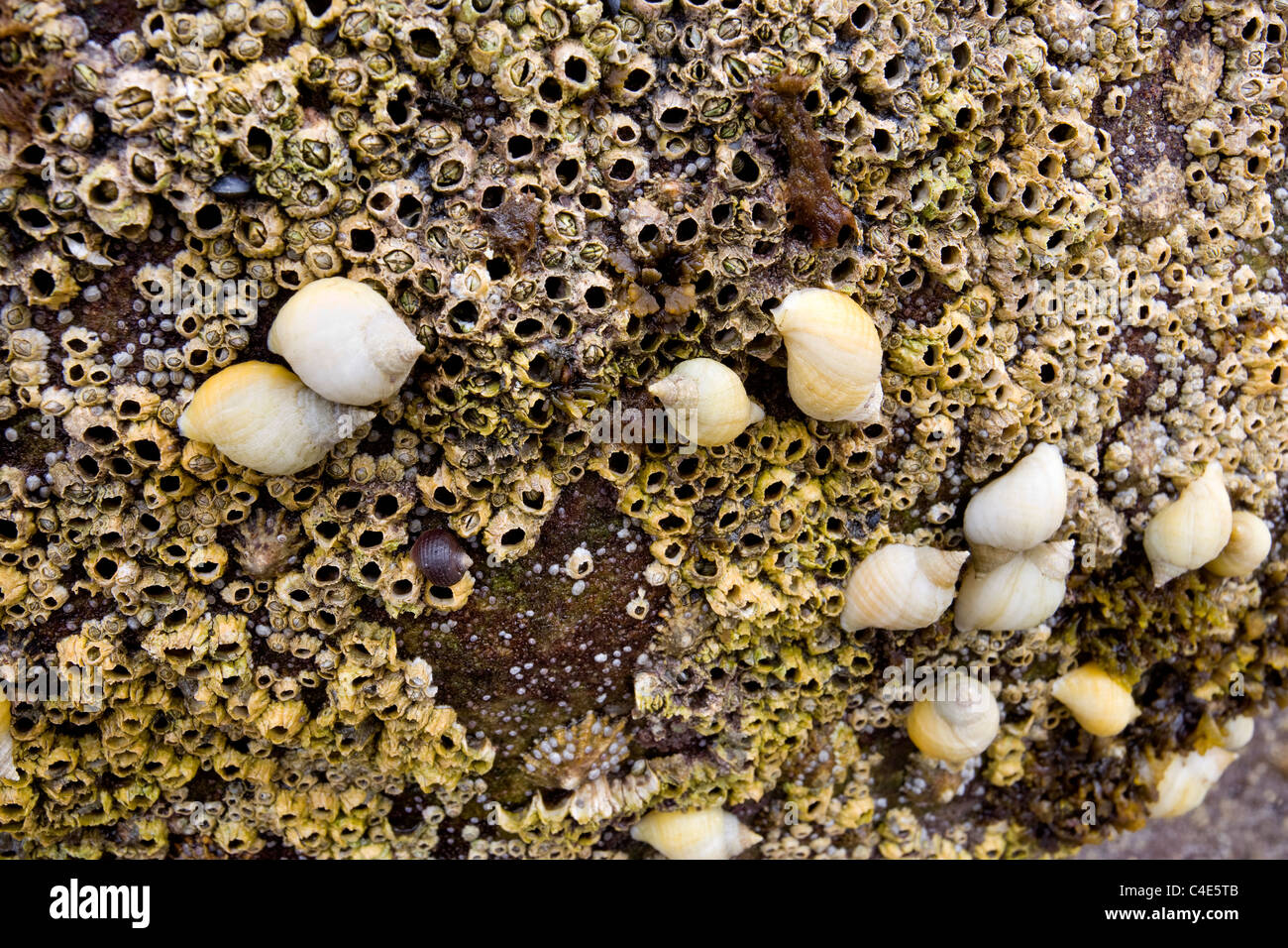 Percebes, lapas y caracoles en Runswick Bay, en la costa oriental de Yorkshire, Inglaterra Foto de stock