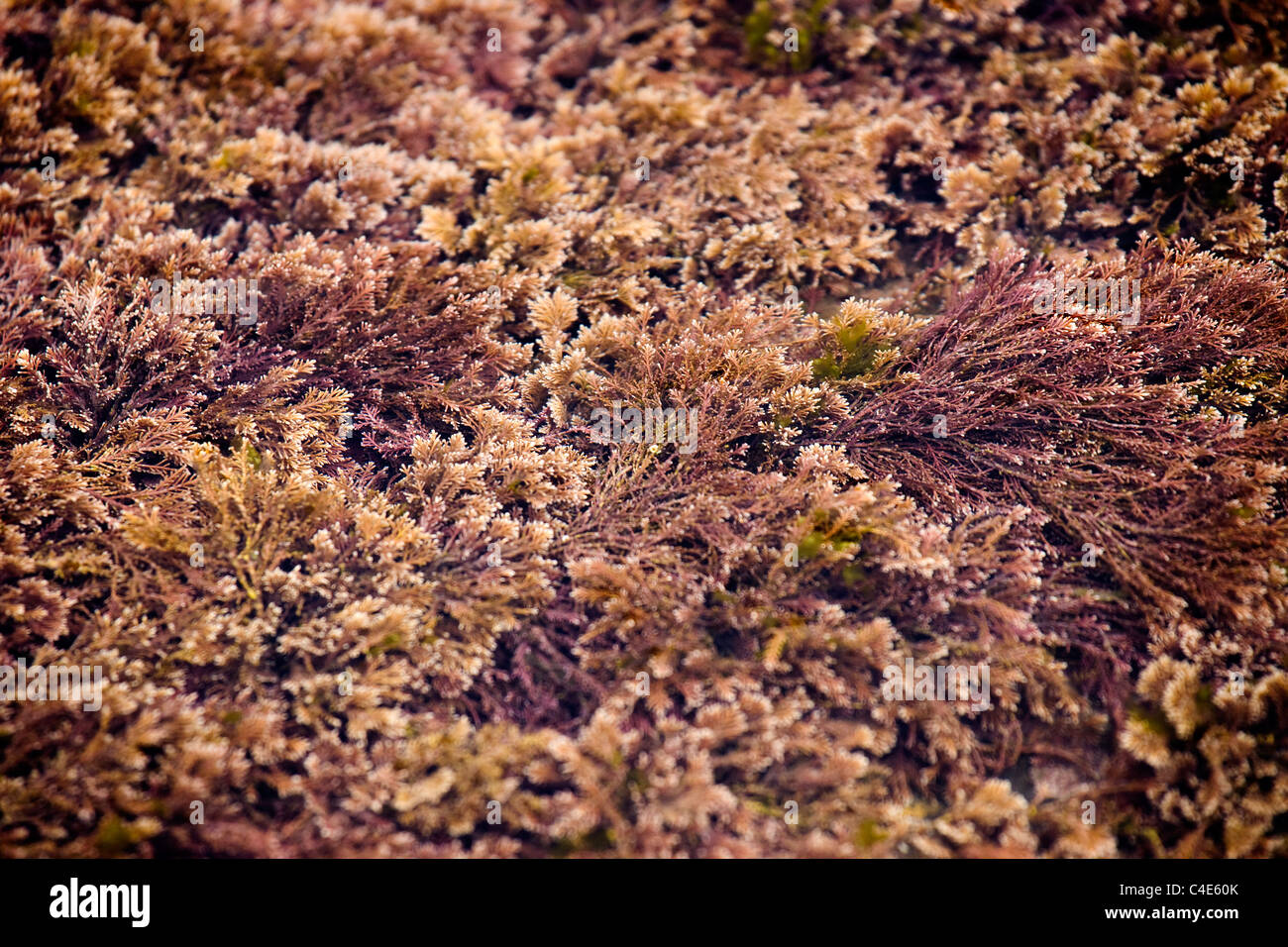 Algas rojas en un estanque de rocas, Runswick Bay, en la costa oriental de Yorkshire, Inglaterra Foto de stock