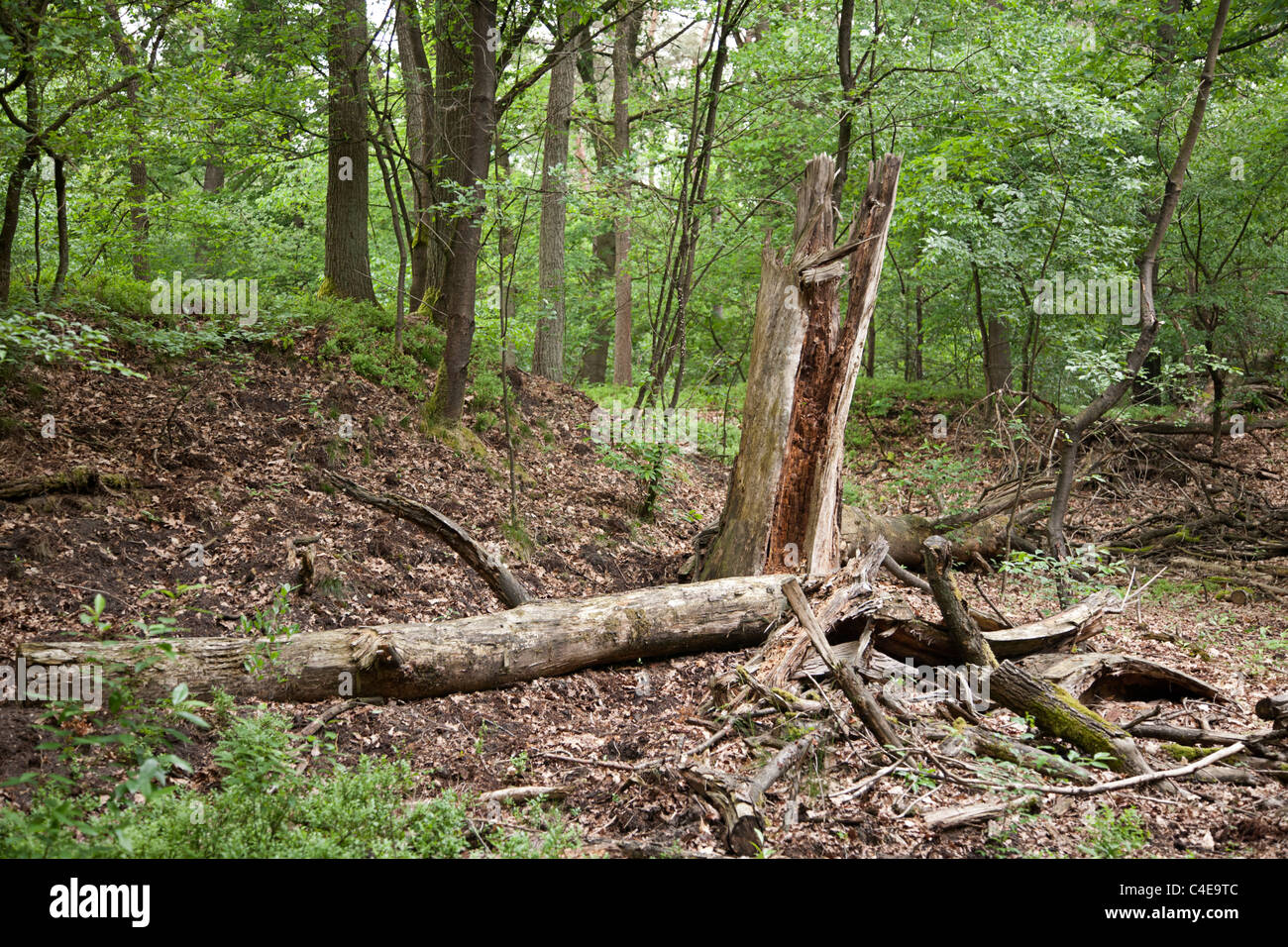 Restos de un árbol muerto en la reserva natural "Otterlose Bos, Veluwe, Gelderland, Holanda Foto de stock