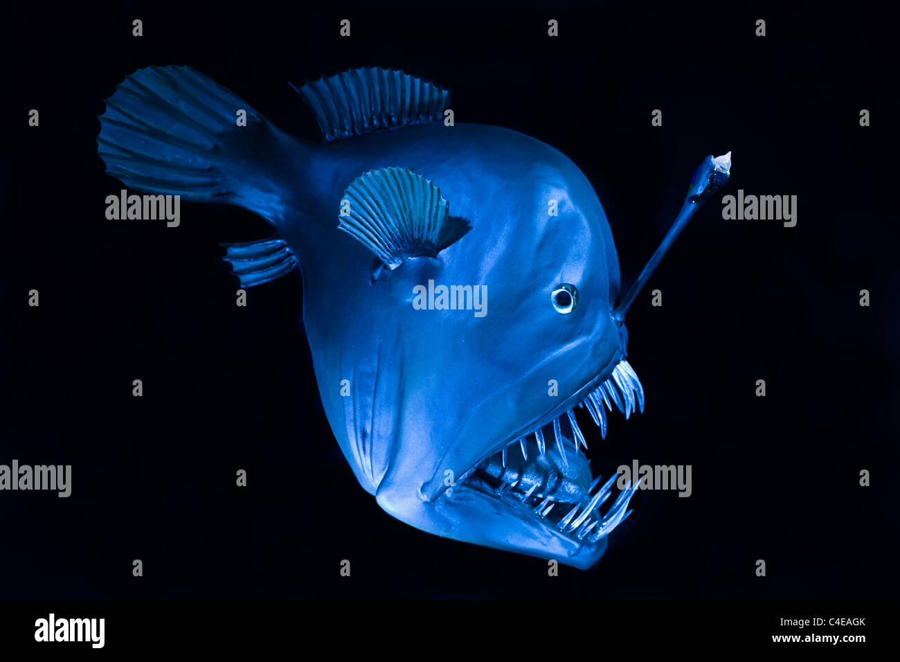 Pez pescador jorobado (Melanocutus johnsonii), criatura marina profunda en el Océano Atlántico Foto de stock