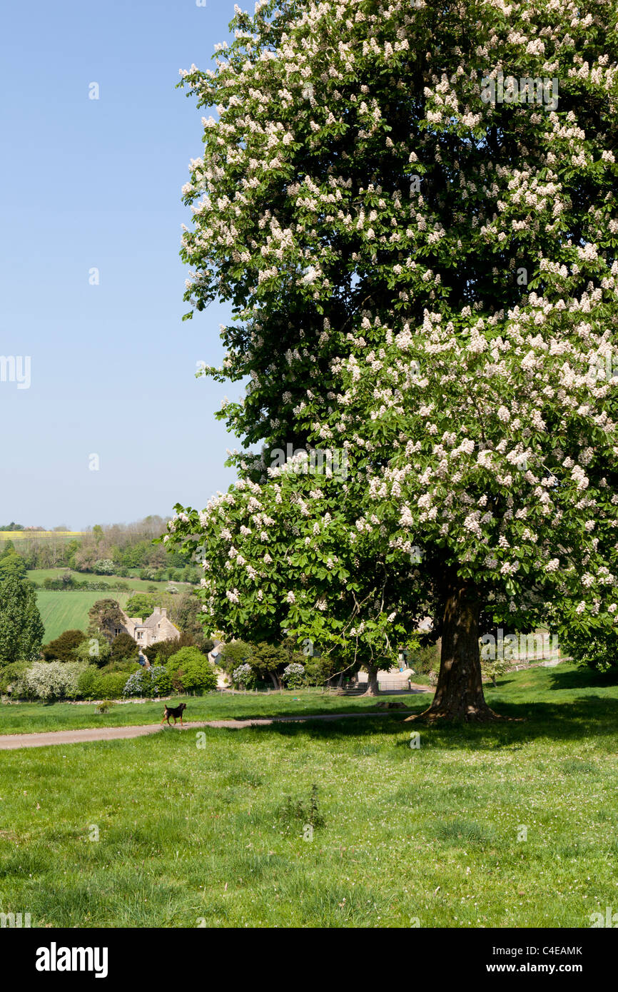 Un castaño de árbol en flor llena de la aldea de Cotswold Hampen, Gloucestershire, Inglaterra Foto de stock