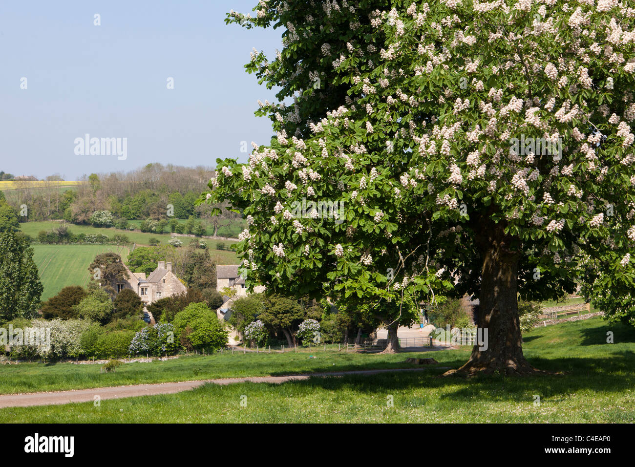 Un castaño de árbol en flor llena de la aldea de Cotswold Hampen, Gloucestershire, Inglaterra Foto de stock