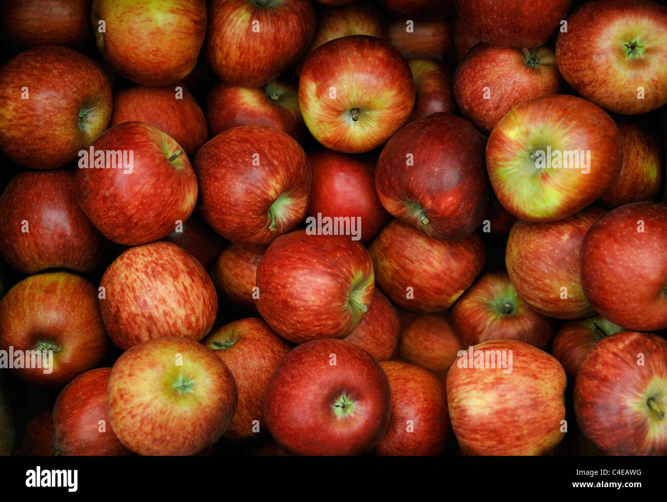 ORGANIC manzanas rojas Foto de stock