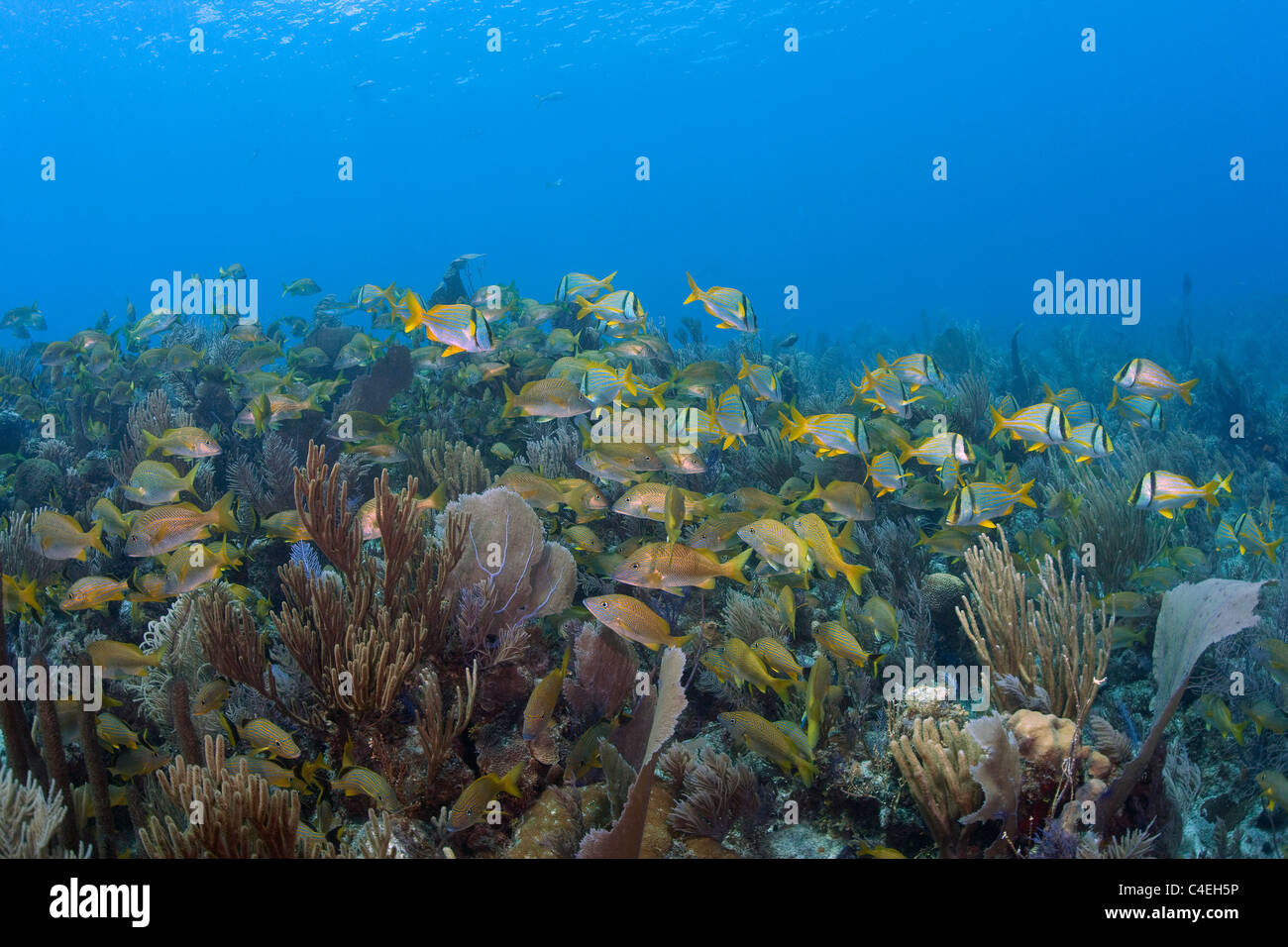 Las escuelas de peces tropicales nadando sobre un arrecife de coral en los Jardines de la Reina en las costas de Cuba. Foto de stock