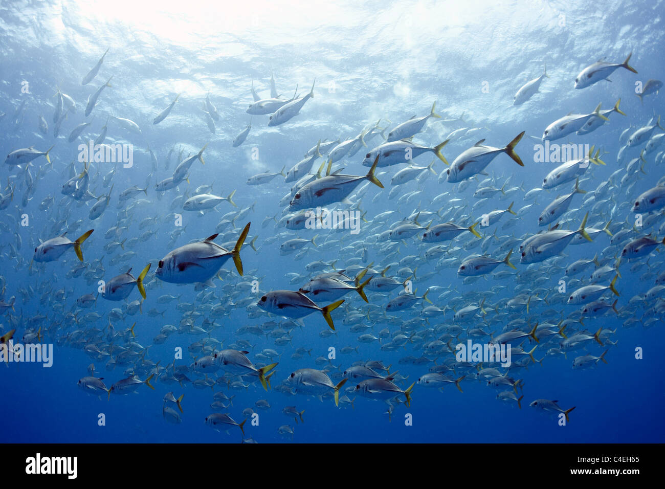 Una gran escuela de horse eye jacks (Caranx latus) nadando cerca de la superficie del océano en los Jardines de la Reina en la costa de Cu Foto de stock